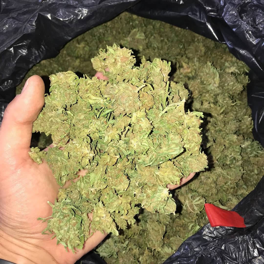 Wholesale & Bulk | CBD Flower Houston | Hemp Flower Houston | Flower Pre-Rolls Houston