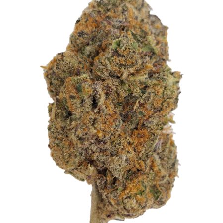 Sherbanger THCa flower Houston same-day delivery, dense purple-and-green indoor top-shelf hemp bud with frosty trichomes